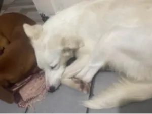 Cachorro raça SRD-ViraLata idade 1 ano nome Princesa 
