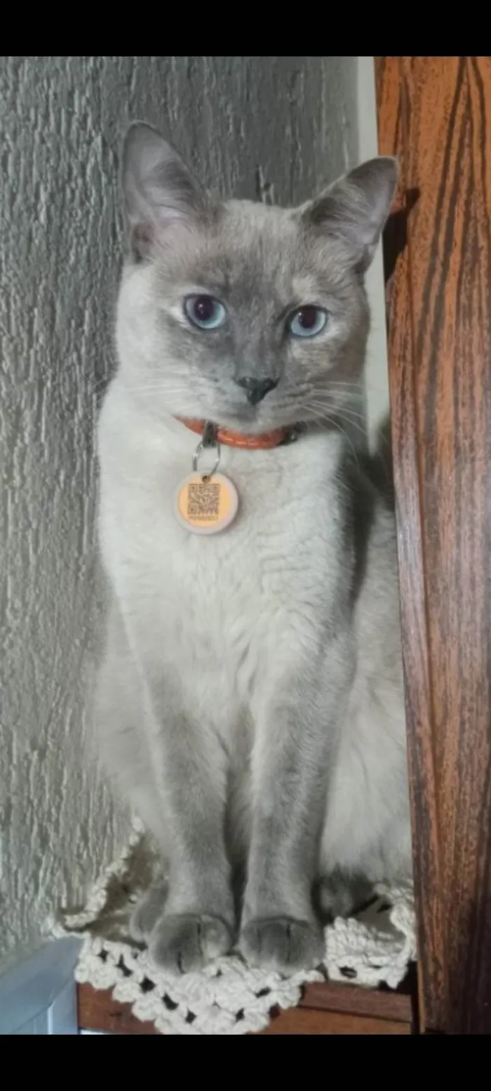 Gato ra a SRD-ViraLata idade 2 anos nome Clarinha