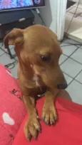 Caramelo