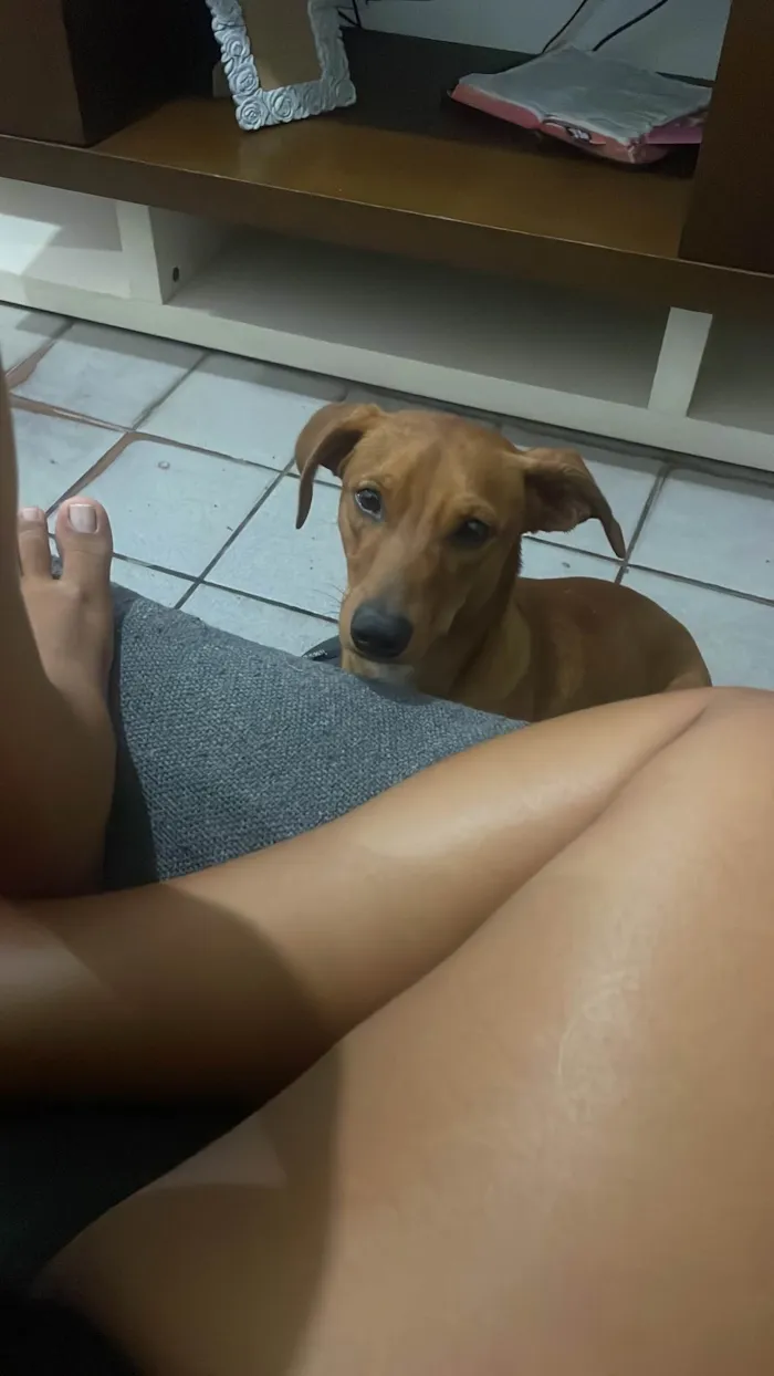 Cachorro ra a Basset-Cofap idade 2 anos nome Caramelo 