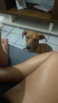Caramelo