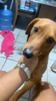 Caramelo