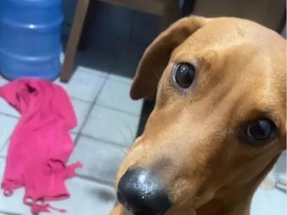 Cachorro raça Basset-Cofap idade 2 anos nome Caramelo 