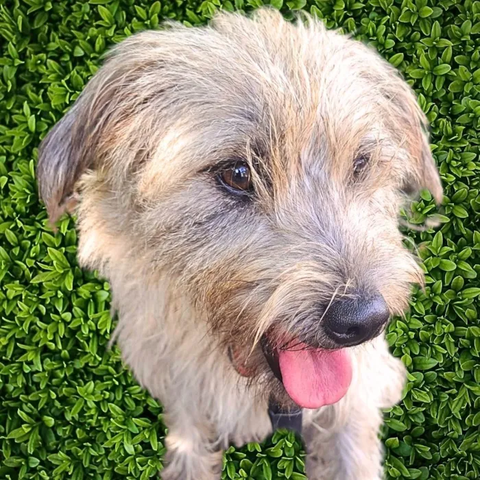 Cachorro ra a SRD-ViraLata idade 1 ano nome Spaik