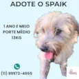 Spaik