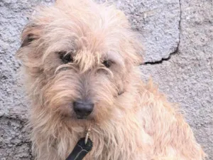 Cachorro raça SRD-ViraLata idade 1 ano nome Spaik