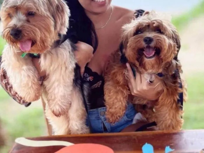 Cachorro raça Shitzu idade 6 ou mais anos nome Chico e Toquinho 