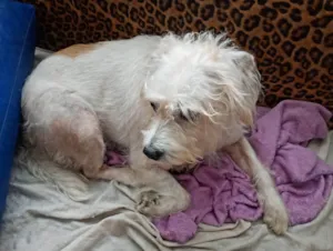 Cachorro raça SRD-ViraLata idade 4 anos nome Polly