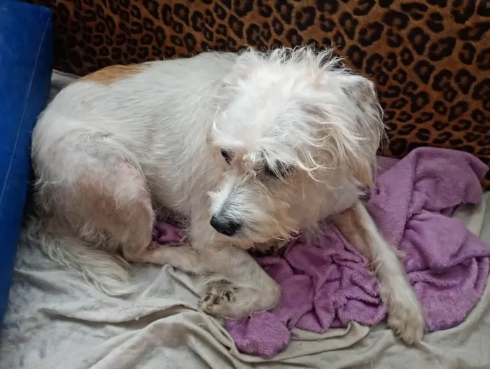 Cachorro ra a SRD-ViraLata idade 4 anos nome Polly