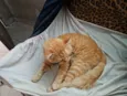 Caramelo 