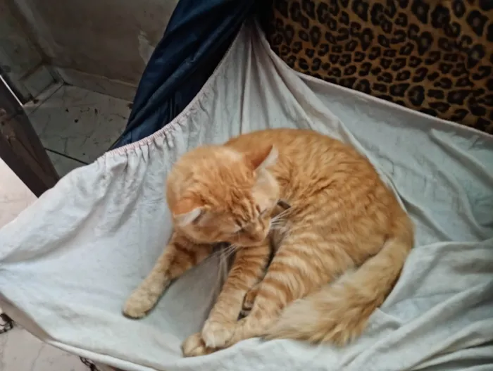 Gato ra a SRD-ViraLata idade 3 anos nome Caramelo 