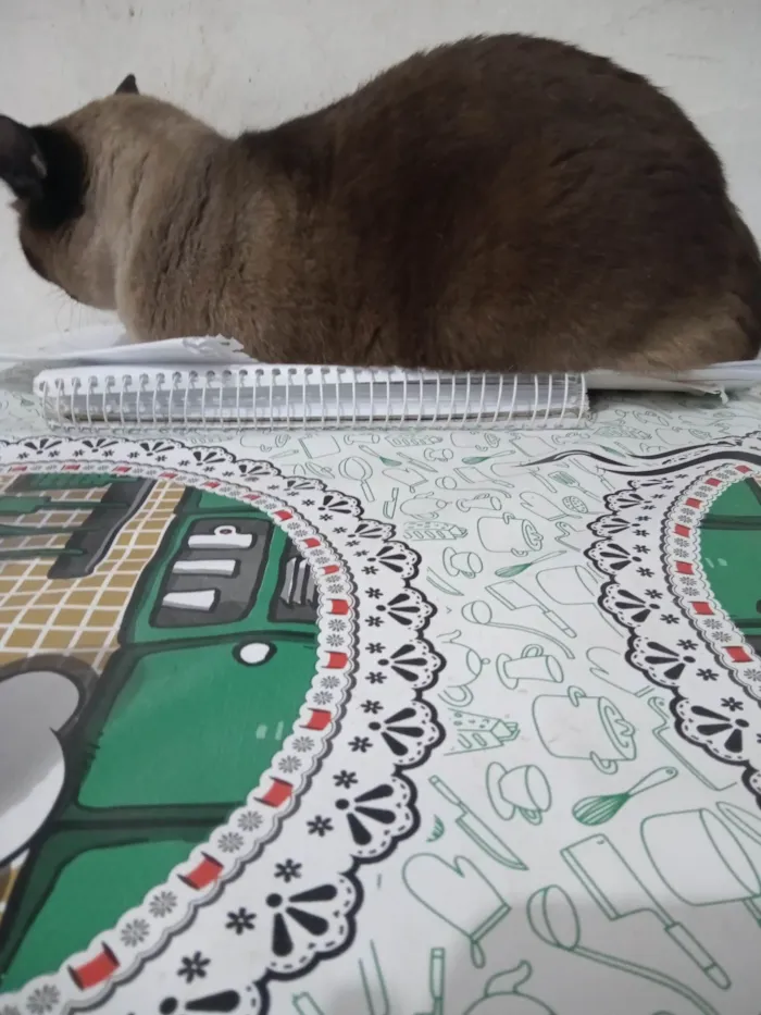 Gato ra a Siamês idade 4 anos nome Julia
