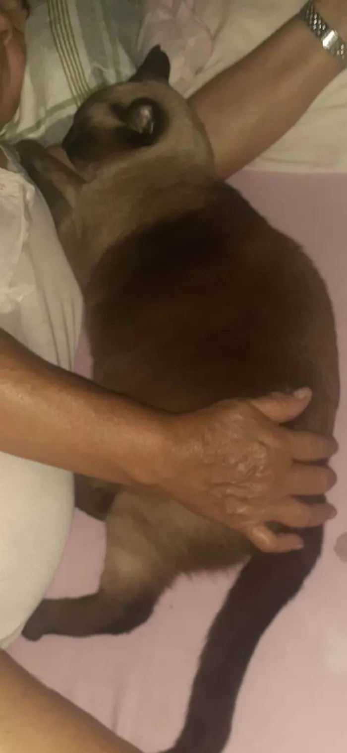 Gato ra a Siamês idade 4 anos nome Julia