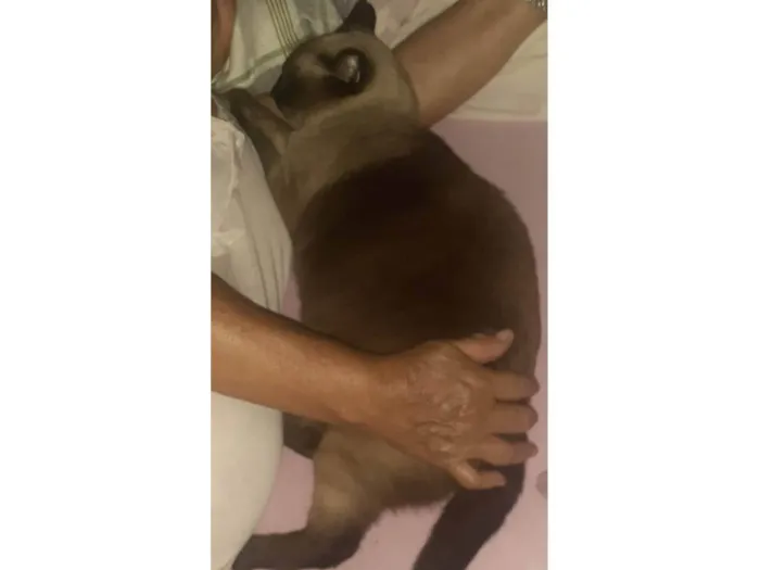Gato ra a Siamês idade 4 anos nome Julia