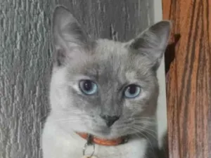 Gato raça SRD-ViraLata idade 2 anos nome Clarinha