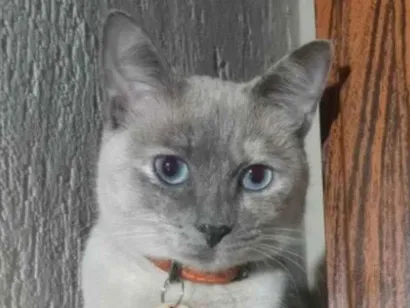 Gato raça SRD-ViraLata idade 2 anos nome Clarinha