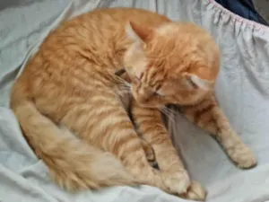 Gato raça SRD-ViraLata idade 3 anos nome Caramelo 