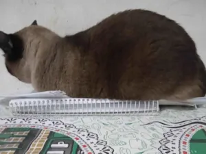 Gato raça Siamês idade 4 anos nome Julia