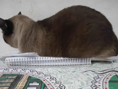 Gato raça Siamês idade 4 anos nome Julia