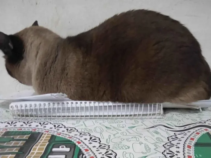 Gato ra a Siamês idade 4 anos nome Julia