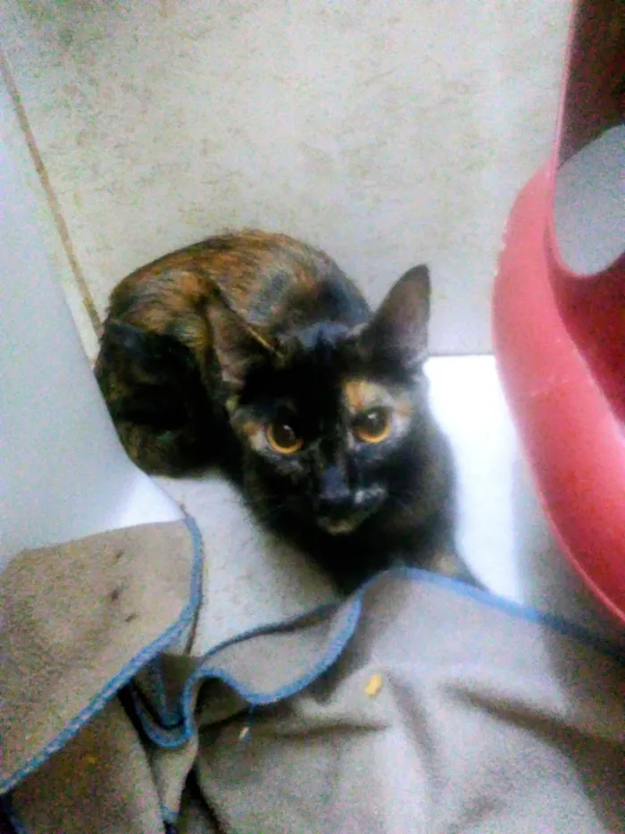 Gato ra a SRD-ViraLata idade 6 ou mais anos nome Siouxsie 