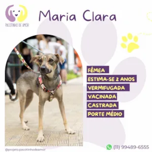 Cachorro raça SRD-ViraLata idade 2 anos nome Maria Clara