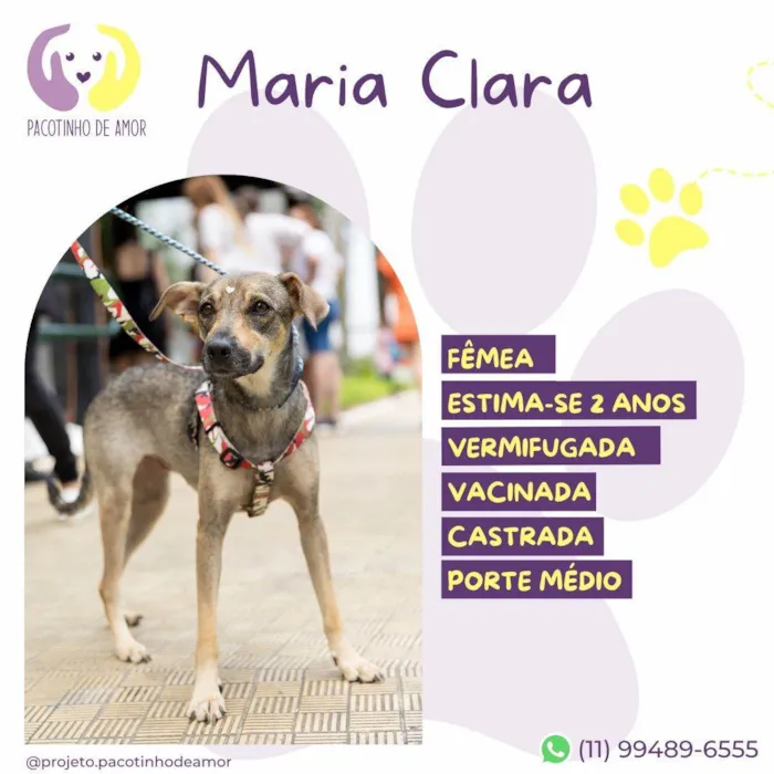 Cachorro ra a SRD-ViraLata idade 2 anos nome Maria Clara