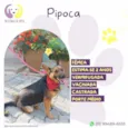 Pipoca
