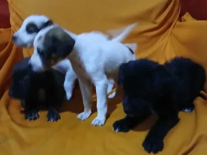 Cachorro raça SRD-ViraLata idade Abaixo de 2 meses nome Sem nome