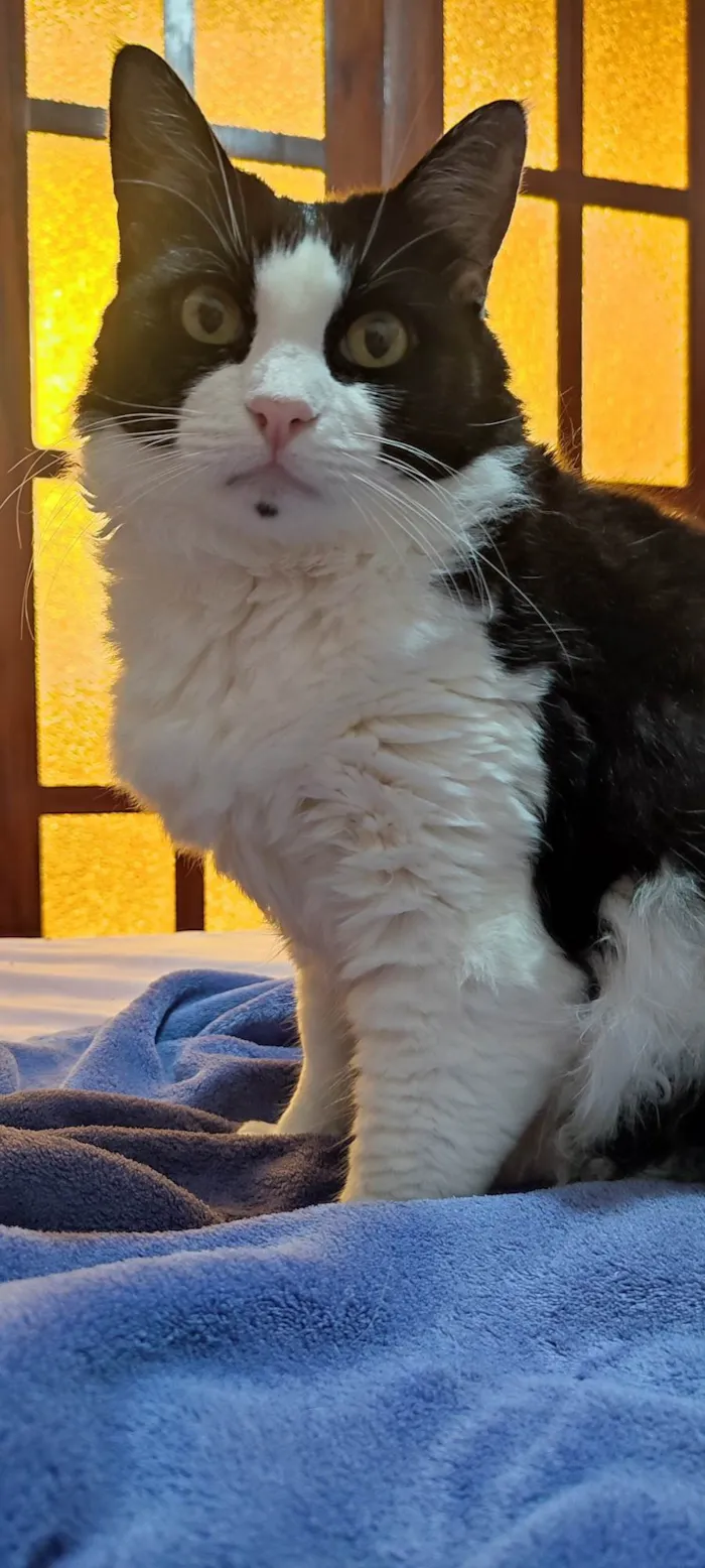 Gato ra a SRD-ViraLata idade 5 anos nome Amora e Ester