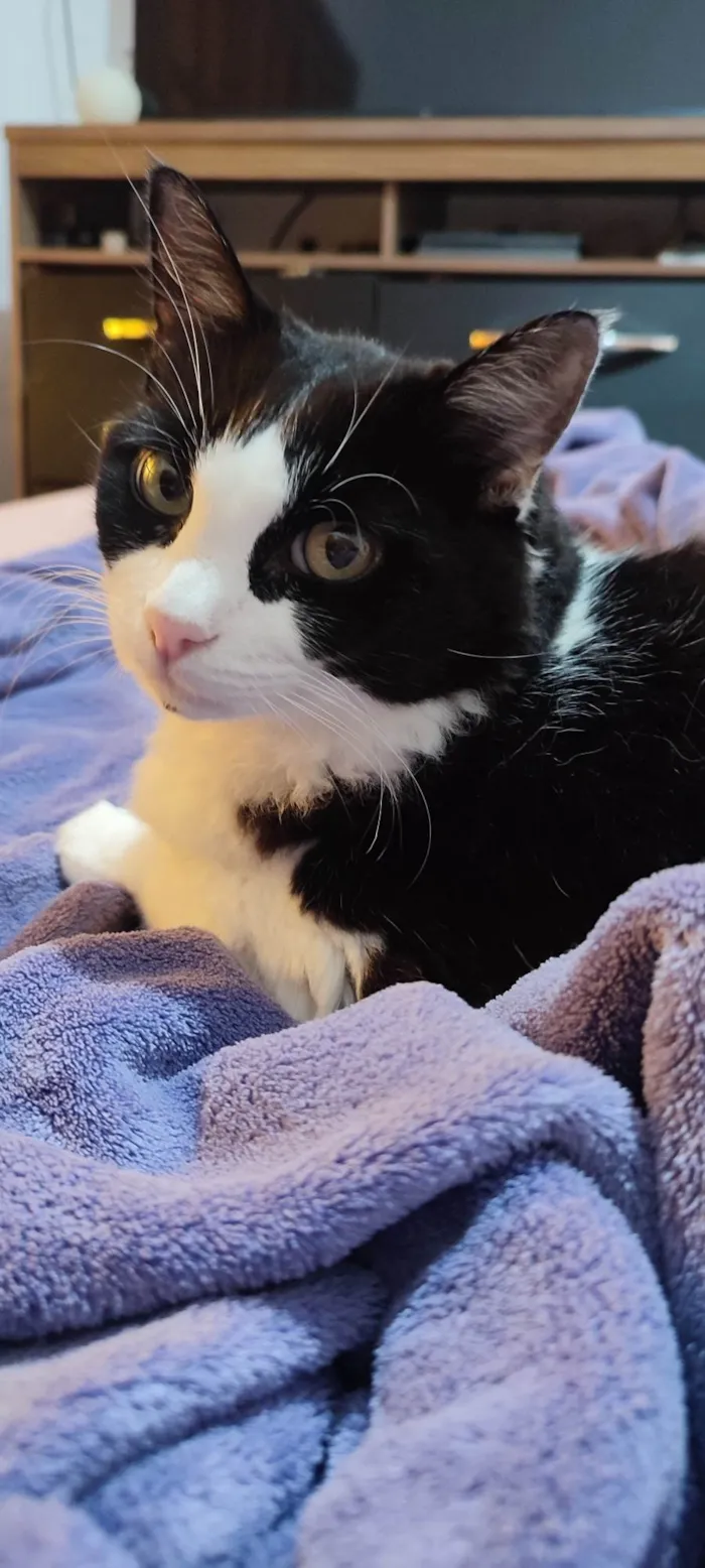 Gato ra a SRD-ViraLata idade 5 anos nome Amora e Ester