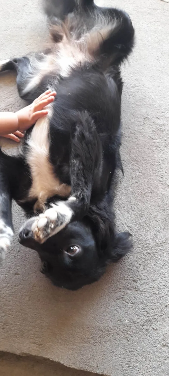 Cachorro ra a SRD-ViraLata idade 1 ano nome Amora