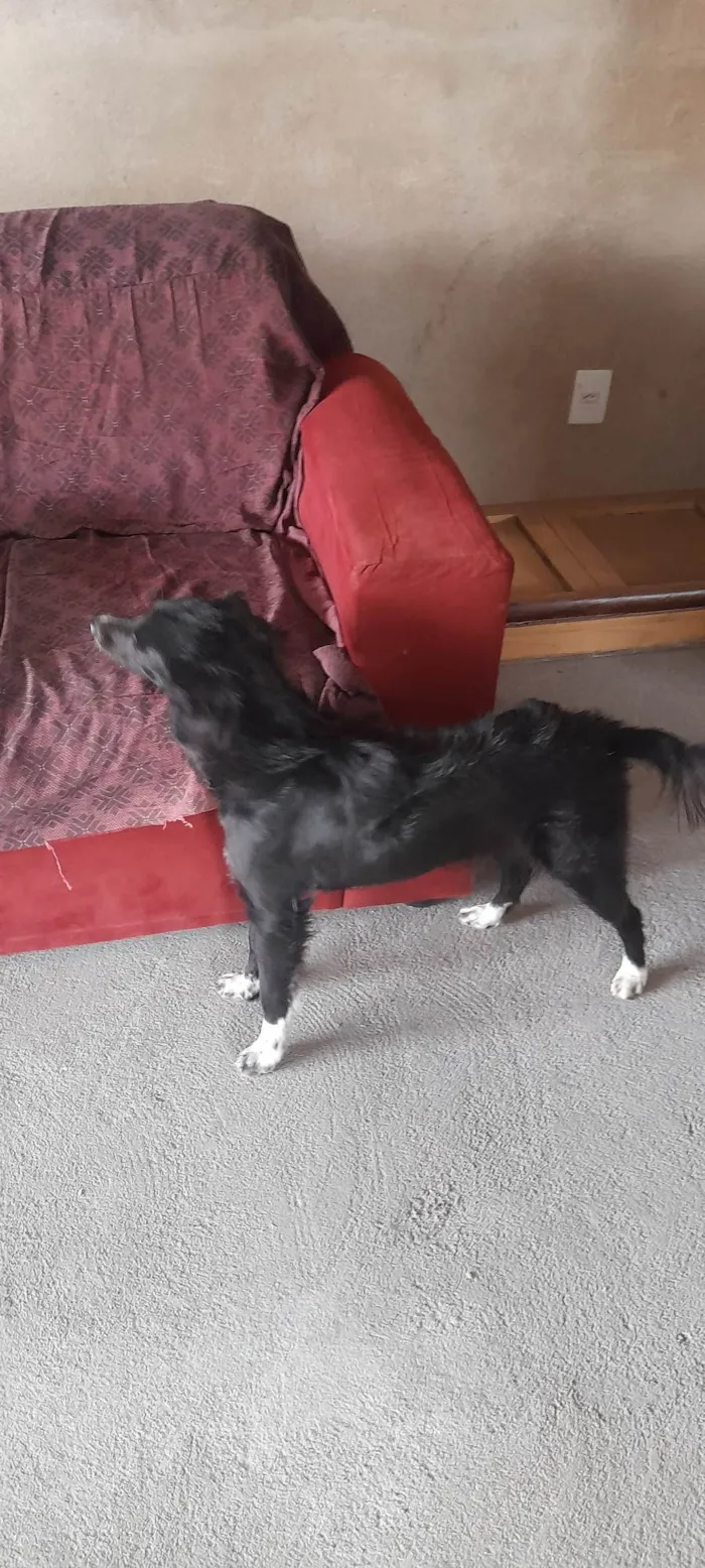 Cachorro ra a SRD-ViraLata idade 1 ano nome Amora