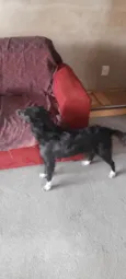 Amora