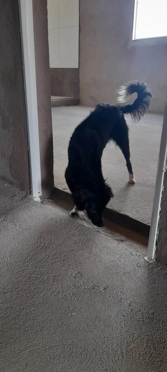 Cachorro ra a SRD-ViraLata idade 1 ano nome Amora