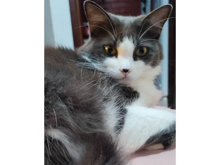 Gato ra a SRD-ViraLata idade 5 anos nome Ester