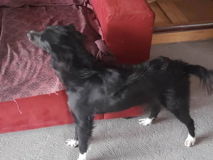 Cachorro ra a SRD-ViraLata idade 1 ano nome Amora