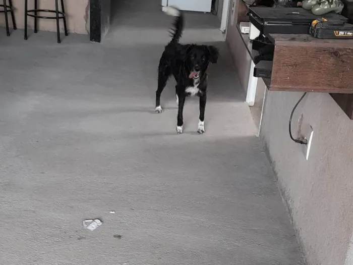 Cachorro ra a SRD-ViraLata idade 1 ano nome Amora