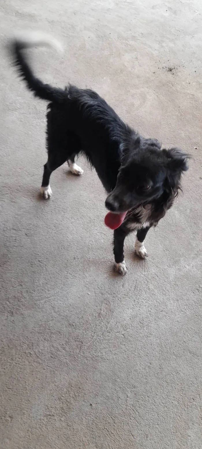 Cachorro ra a SRD-ViraLata idade 1 ano nome Amora