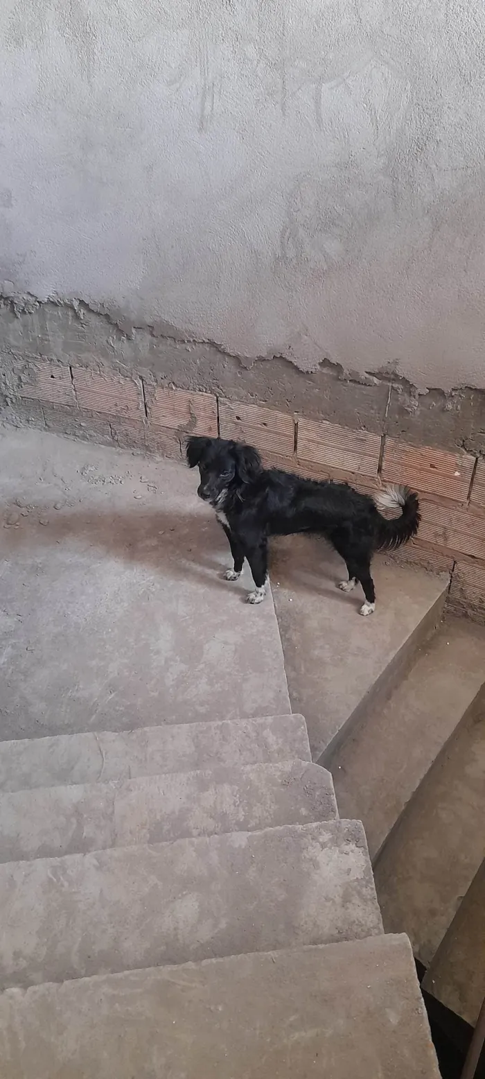 Cachorro ra a SRD-ViraLata idade 1 ano nome Amora