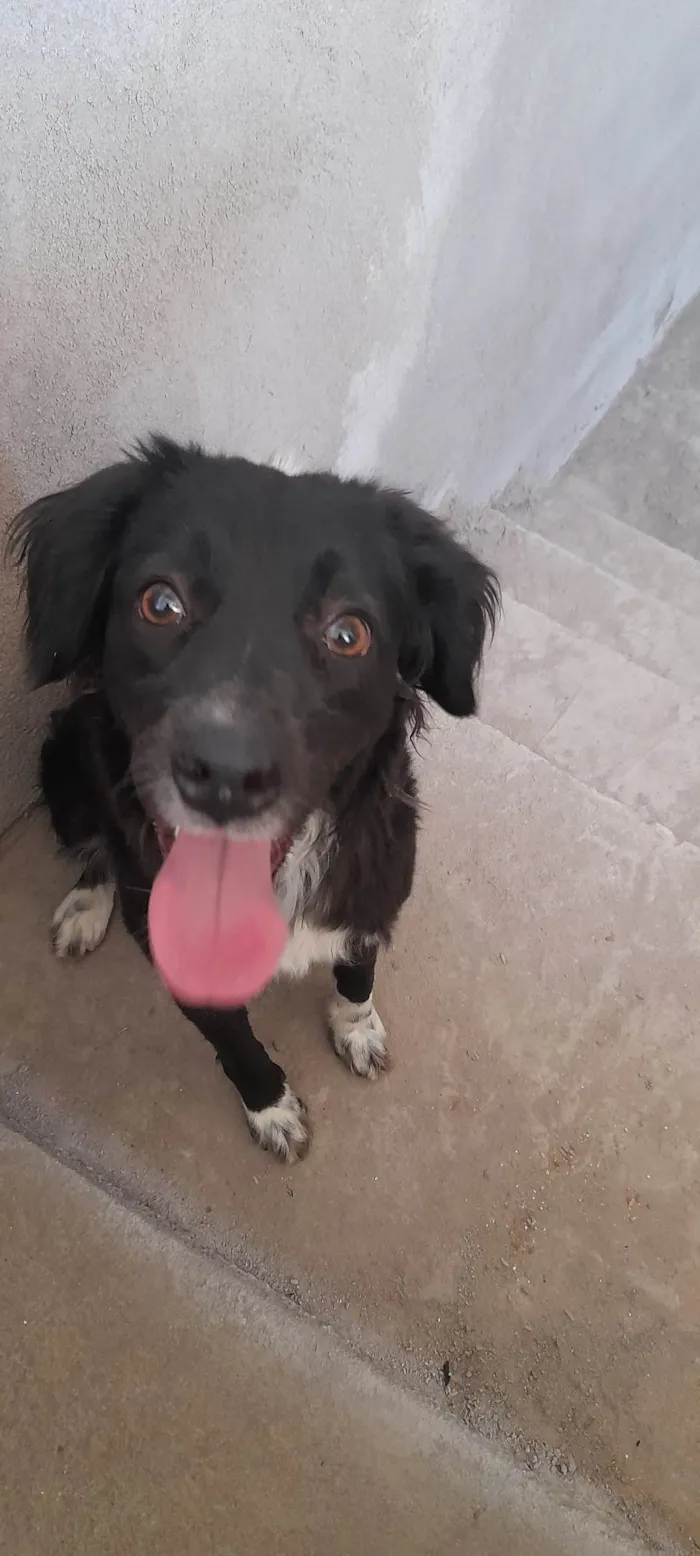 Cachorro ra a SRD-ViraLata idade 1 ano nome Amora