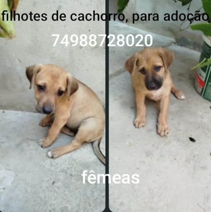 Cachorro ra a SRD-ViraLata idade 2 a 6 meses nome Sem nome