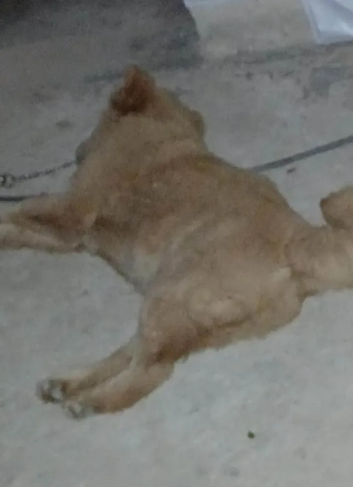 Filhote de chow chow