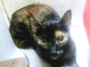 Gato raça SRD-ViraLata idade 6 ou mais anos nome Siouxsie 