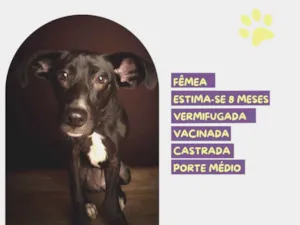 Cachorro raça SRD-ViraLata idade 7 a 11 meses nome Amora