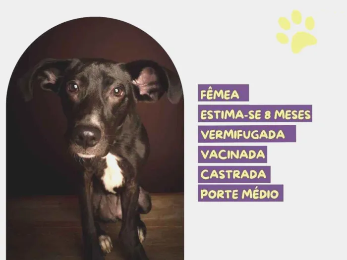 Cachorro ra a SRD-ViraLata idade 7 a 11 meses nome Amora