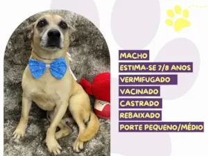 Cachorro raça SRD-ViraLata idade 6 ou mais anos nome Nick