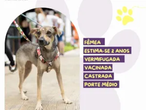 Cachorro raça SRD-ViraLata idade 2 anos nome Maria Clara