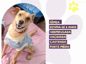 Cachorro raça SRD-ViraLata idade 4 anos nome Branquinha