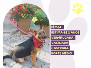 Cachorro raça SRD-ViraLata idade 2 anos nome Pipoca